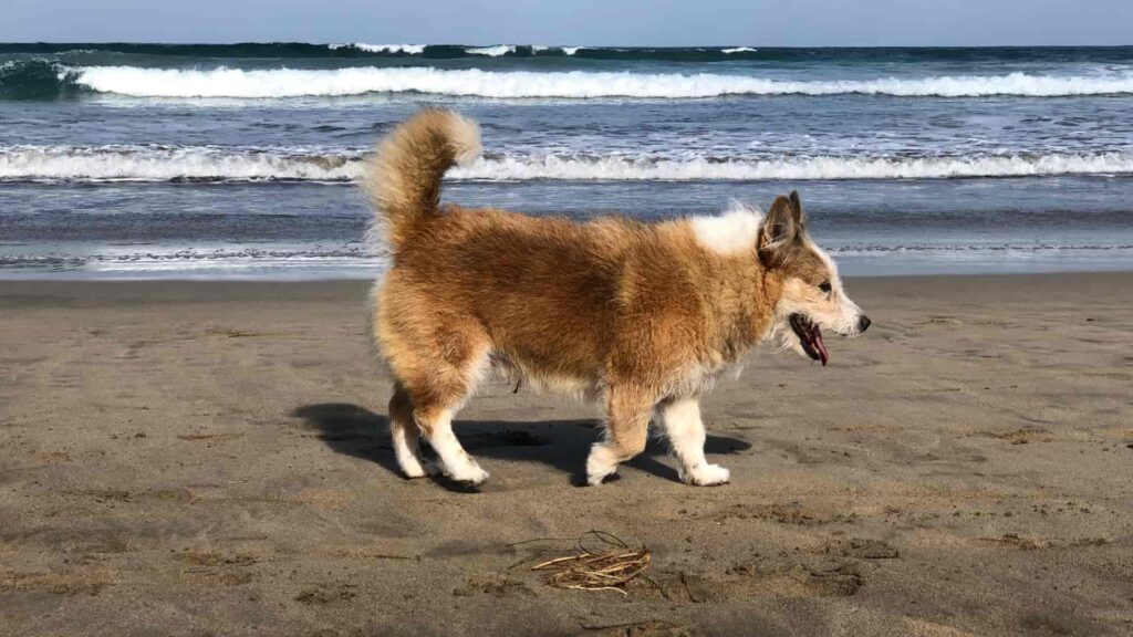 ein-Jahr-Lanzarote-Rocco-am-Strand