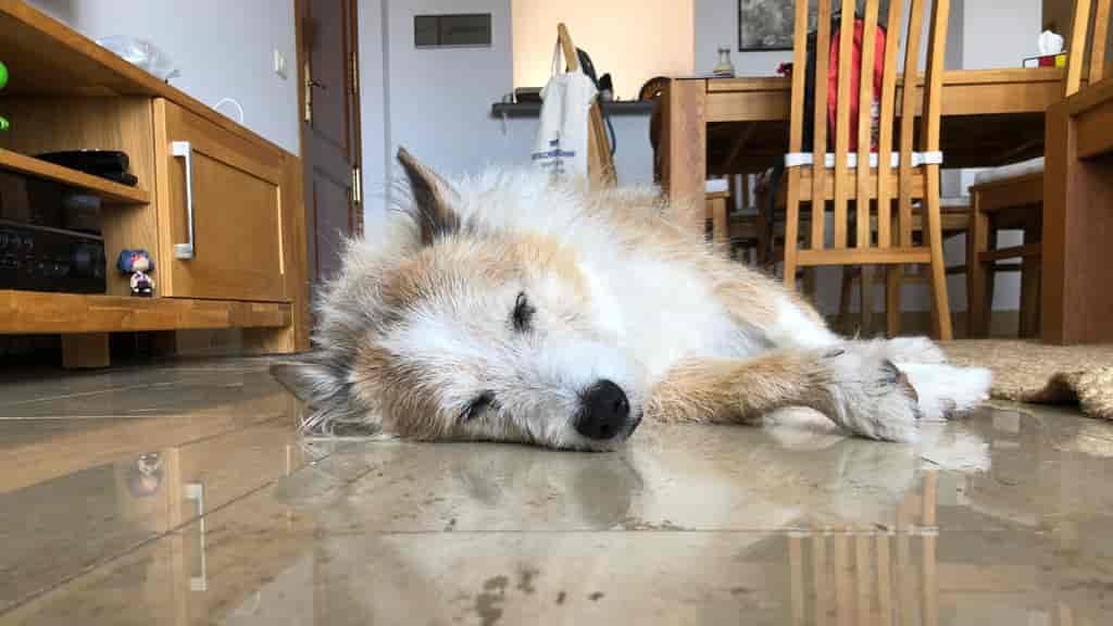 ein-Jahr-Lanzarote-Rocco-schlaeft