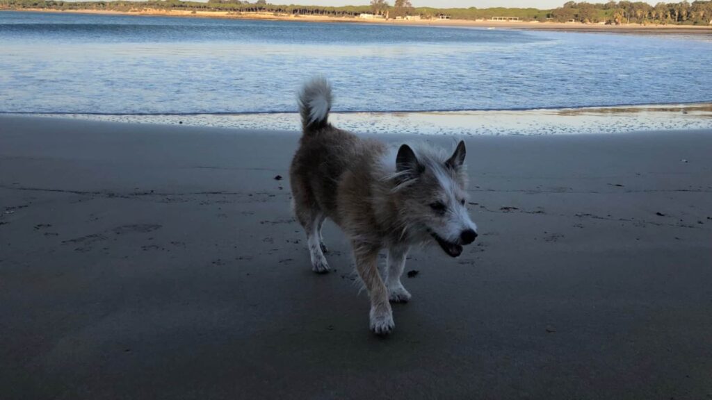 Hund-Rocco am Strand von Cádiz