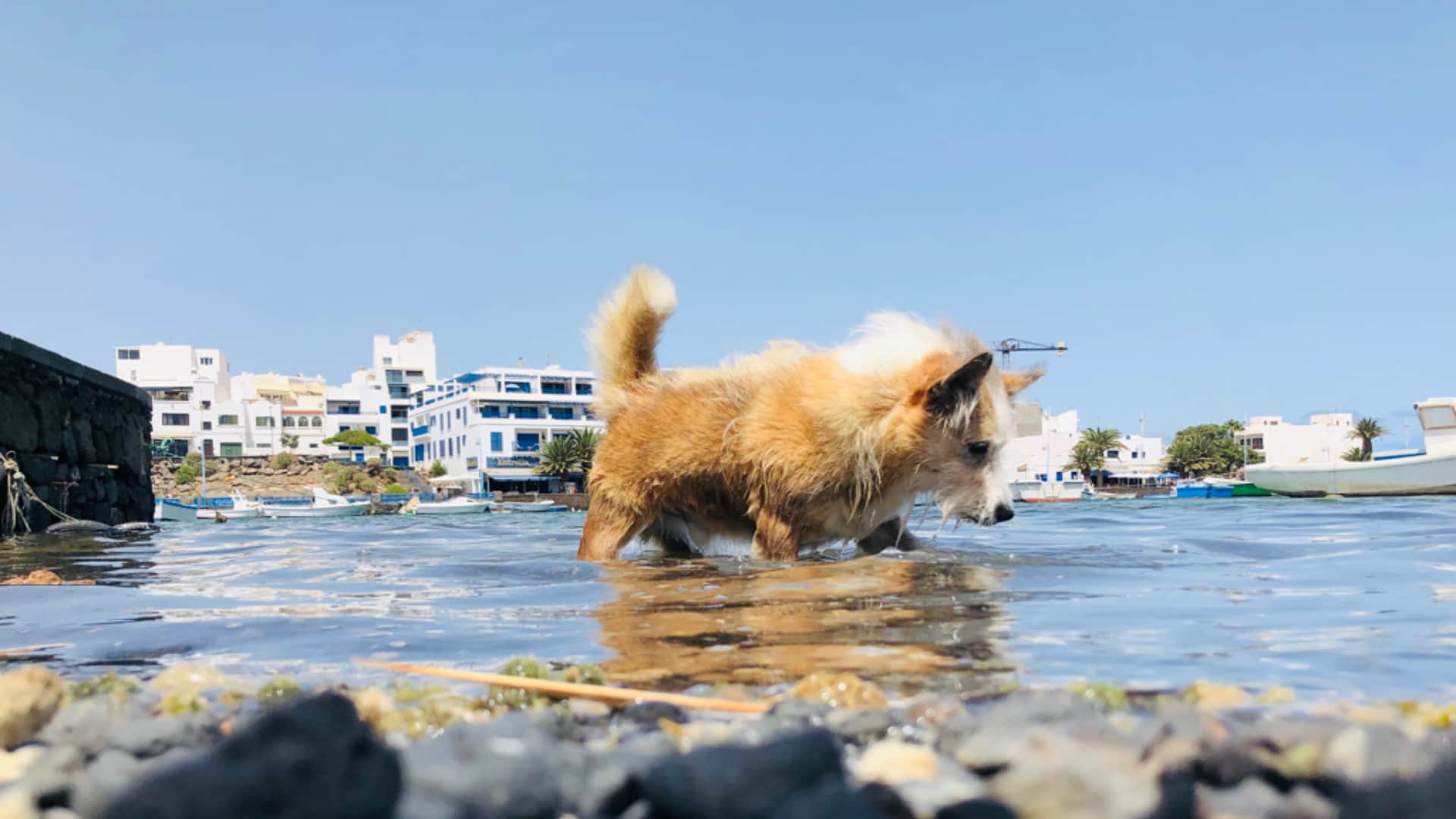 Auswandern als Hund – Vom Lümmel zum Caballero