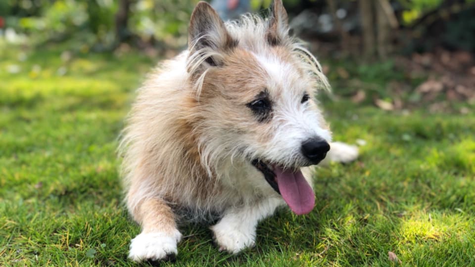 Hund-Rocco im Garten in Deutschland