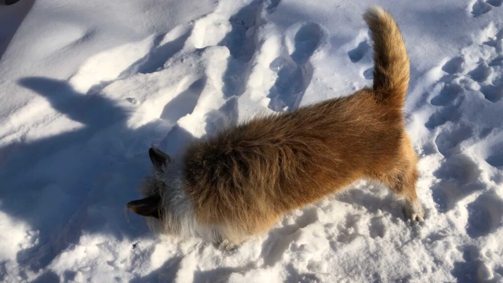 Hund-Rocco im Schnee