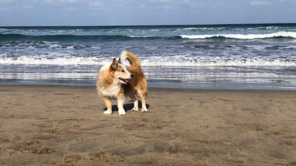 Hund-Rocco am Strand von Famara