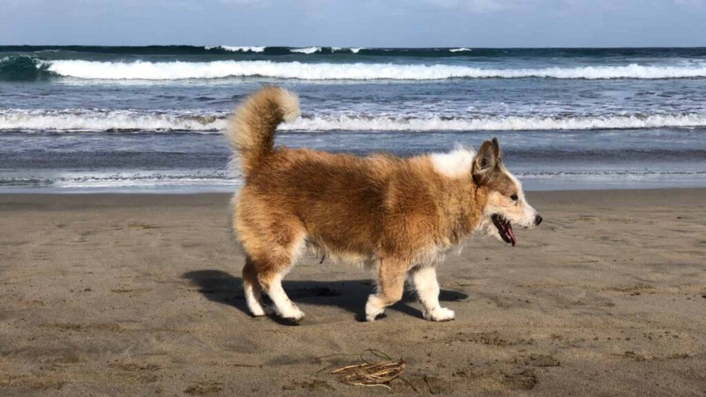 Hund-Rocco am Strand von Matagorda